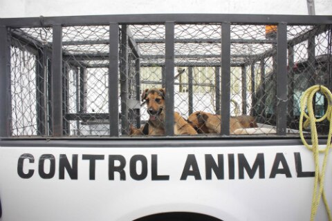 Sacrifican 160 perros callejeros en SJR