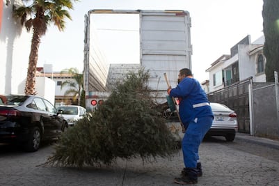 Inicia la campaña de recolección de arbolitos de Navidad en el municipio de Querétaro