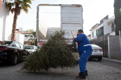 Inicia la campaña de recolección de arbolitos de Navidad en el municipio de Querétaro