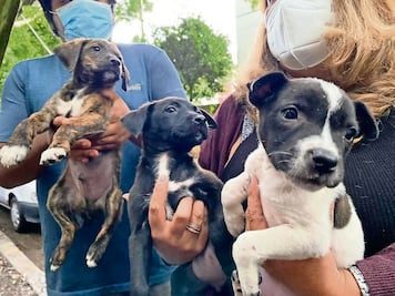 Ya hay seguros para perros; alcanzan los 5 mil pesos anuales