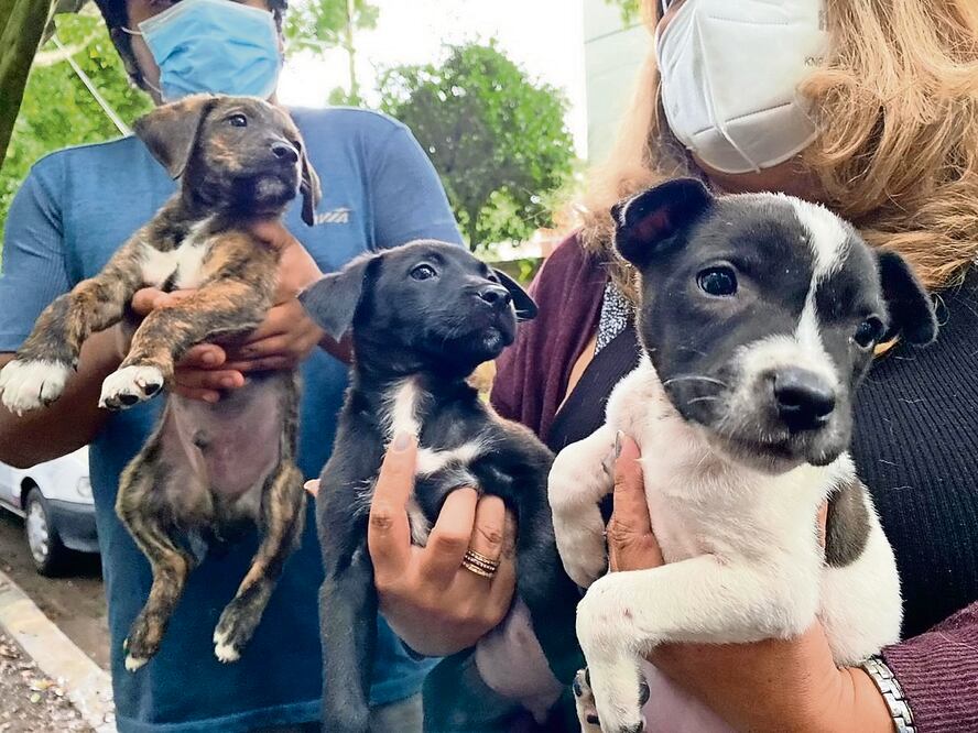 Foto: Archivo. El Universal