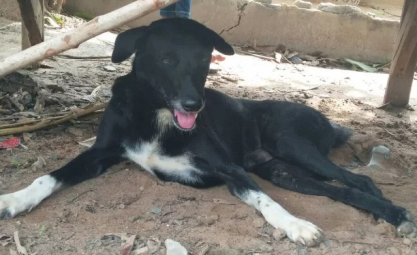 El perro "héroe" que rescató a un bebé al que su madre había enterrado vivo en Tailandia