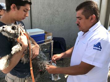 Esterilizarán a las mascotas a bajo costo