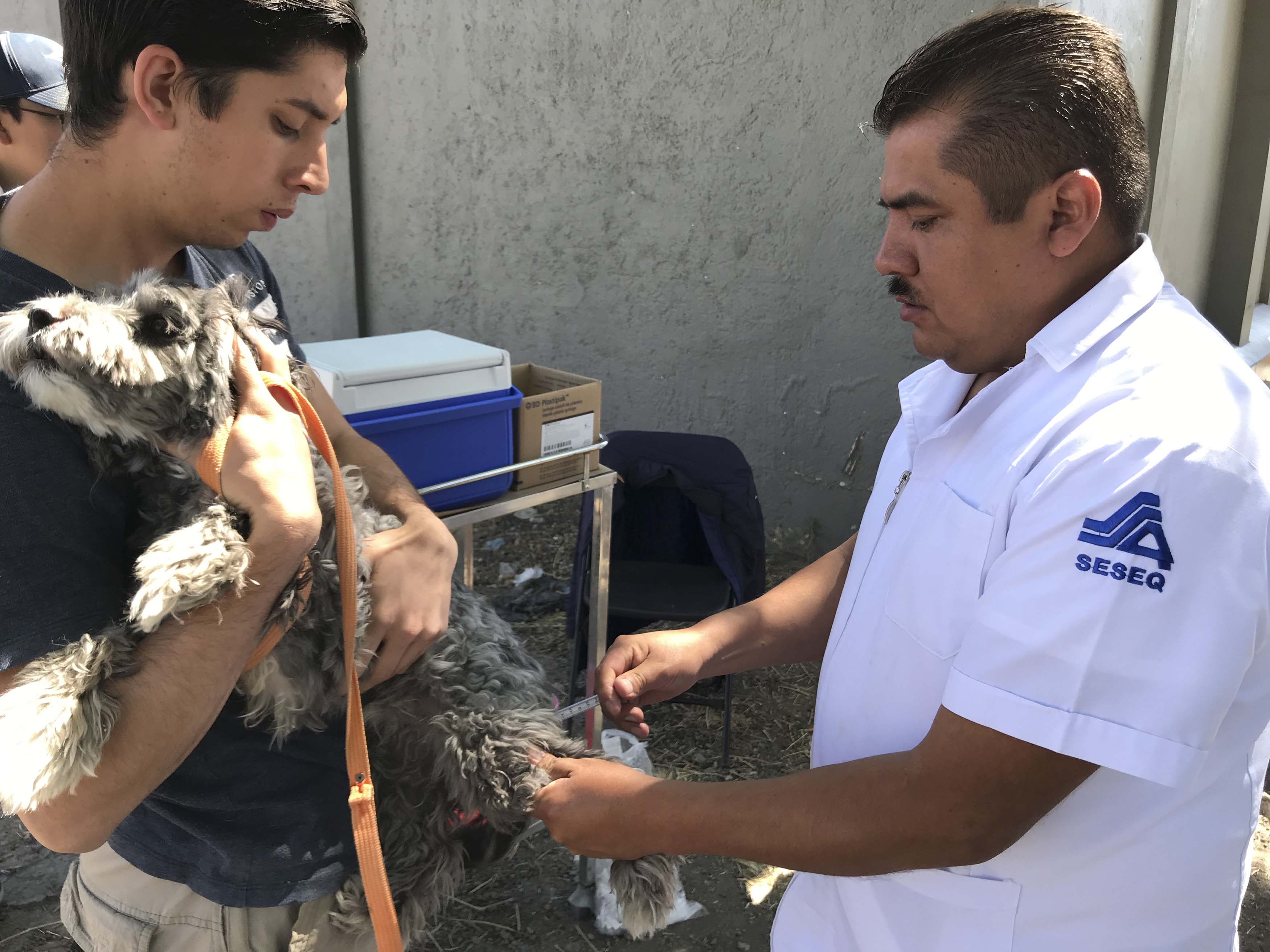 Esterilizarán a las mascotas a bajo costo