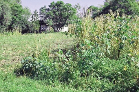 Lluvias dejan daños en 200 hectáreas