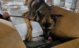Perro "Rini" detecta 1.3 toneladas de metanfetamina en aduana de Tijuana