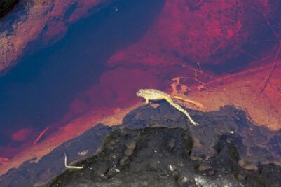 Muere fauna por fuga de gasolina 