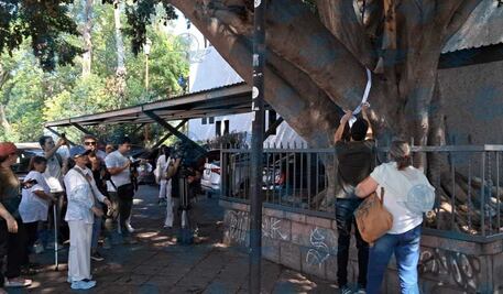 Ambientalistas mapean árboles en riesgo por obras del tren México-Querétaro