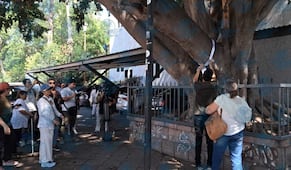 Ambientalistas mapean árboles en riesgo por obras del tren México-Querétaro