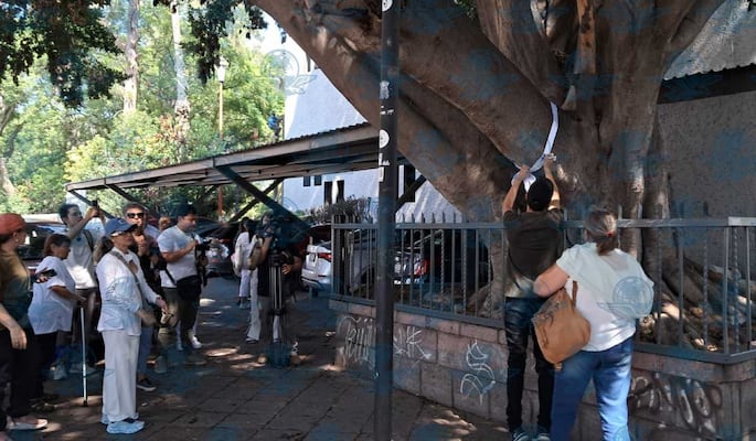 Ambientalistas mapean árboles en riesgo por obras del tren México-Querétaro