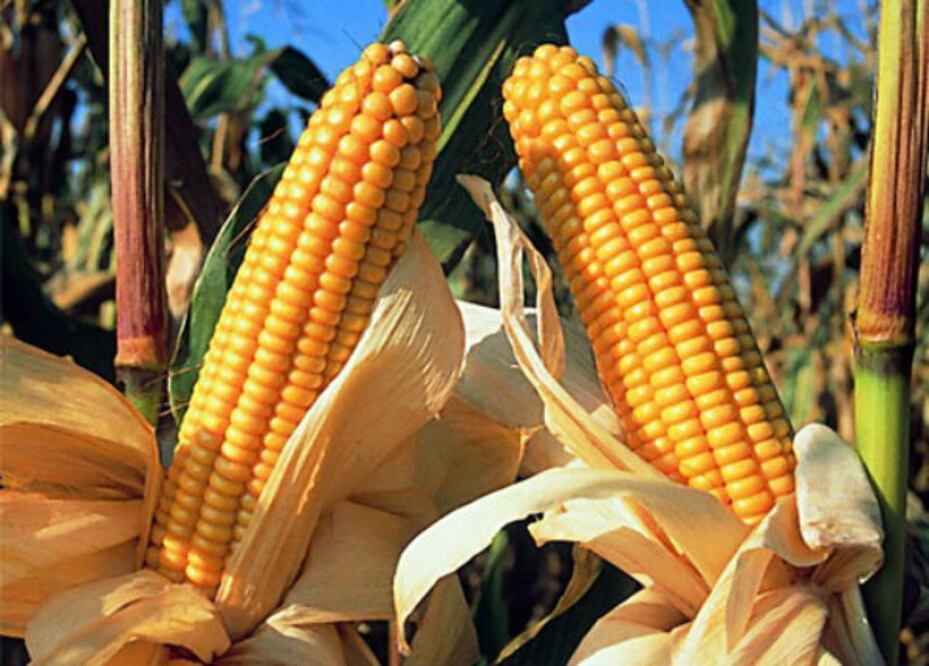 Festival busca rescatar el sistema de cultivo agrícola