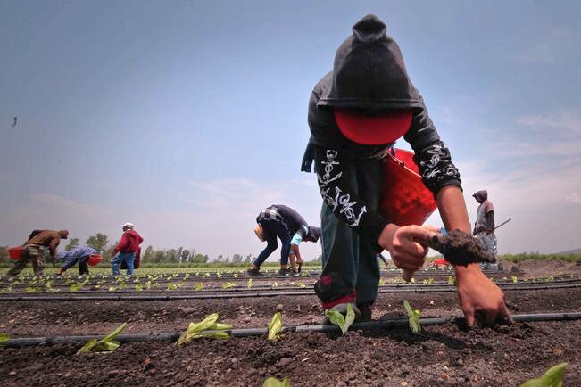 Dan apoyos por 7.5 mdp al sector agropecuario