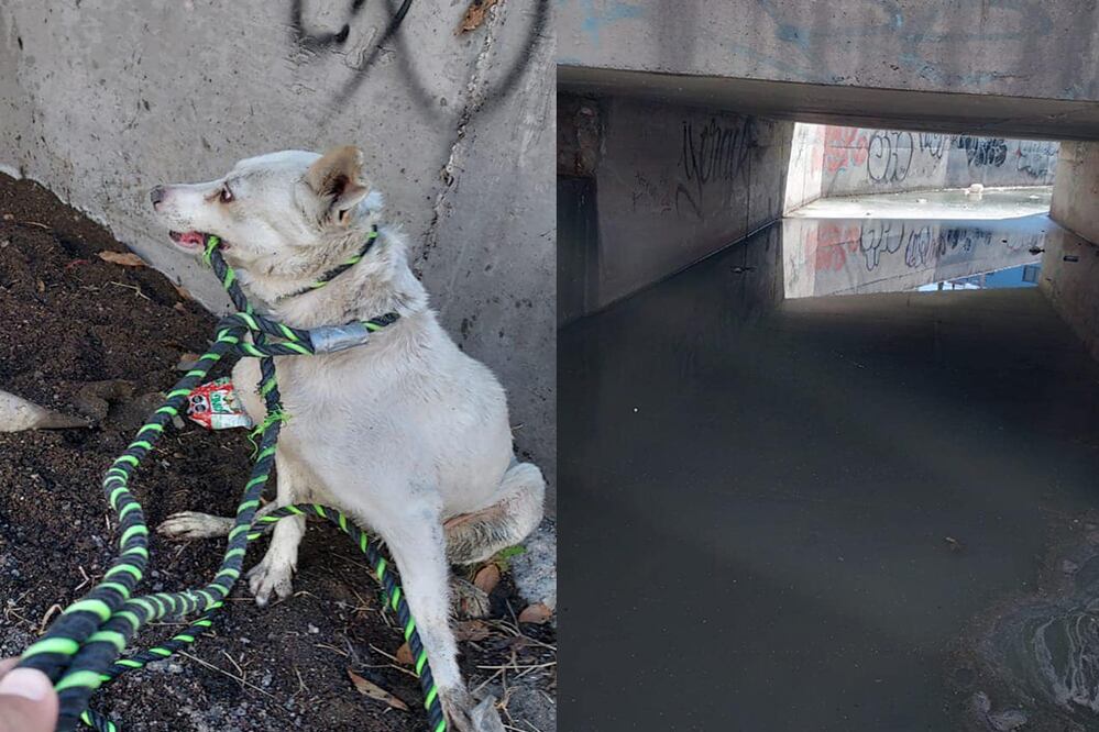 Rescatan a un perrito atrapado en un dren pluvial en San Juan del Río; buscan a sus dueños. Foto: Captura de pantalla