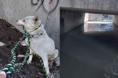 Rescatan a un perrito atrapado en un dren pluvial en San Juan del Río