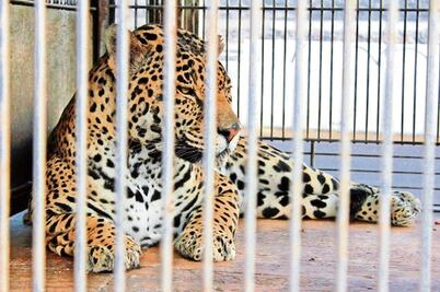 Buscan acelerar reforma legal