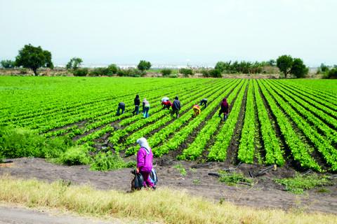Buscan consolidar agroindustria del Bajío