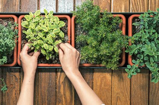 De tu jardín hasta tu plato