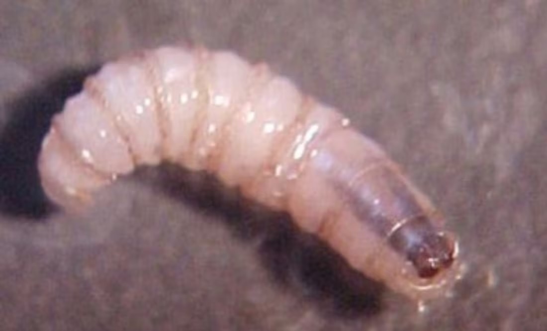 Contagios de gusano barrenador en humanos se extienden a Yucatán y Tabasco; suman cuatro entidades con casos confirmados