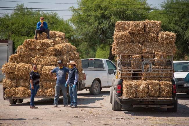 Apoyan a ganaderos ante estiaje en El Marqués