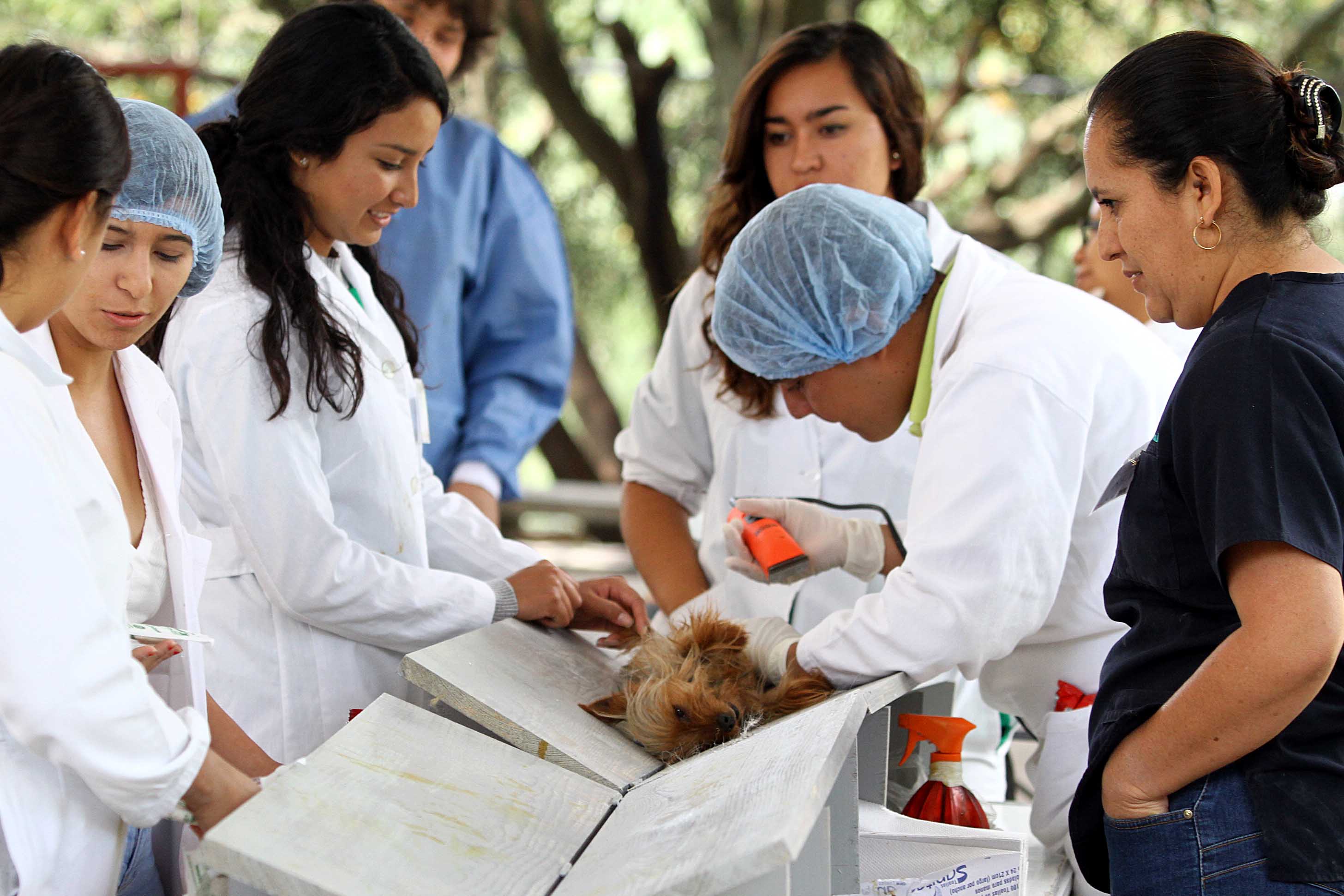 Este mes termina la campaña de esterilización