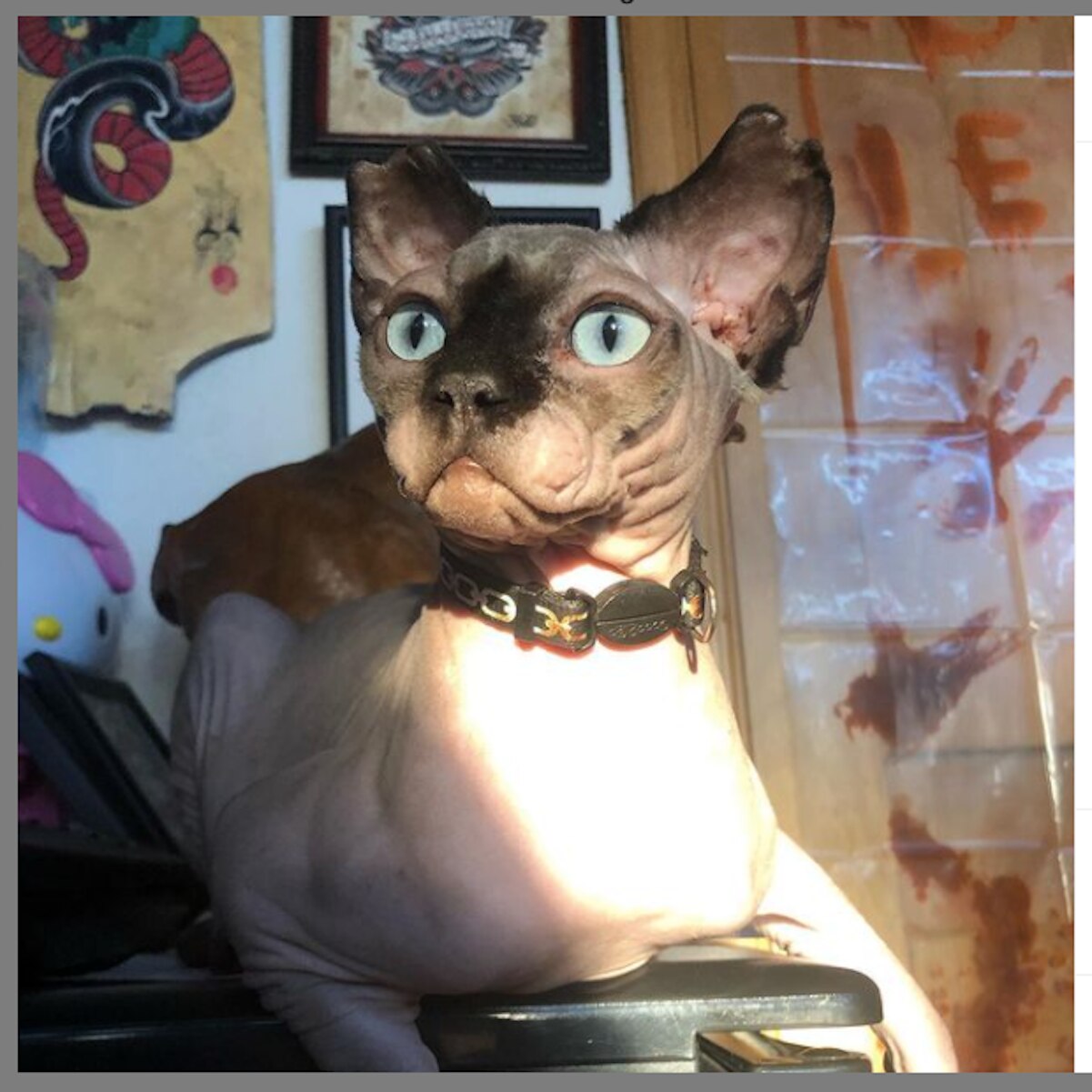 Foto: mojito_sphinx