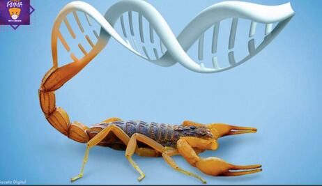 Con veneno de alacrán, científicos de la UNAM desarrollan toxina que inhibe cáncer