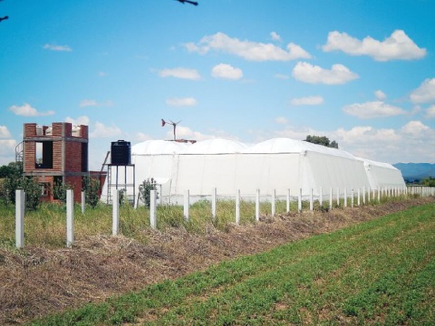 Generan ahorros cultivos protegidos