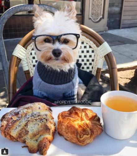El perrito foodie que está conquistando Instagram