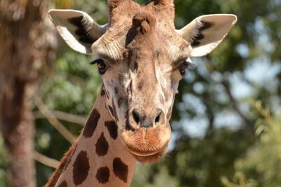 Zoológicos buscan regresar de la ruina