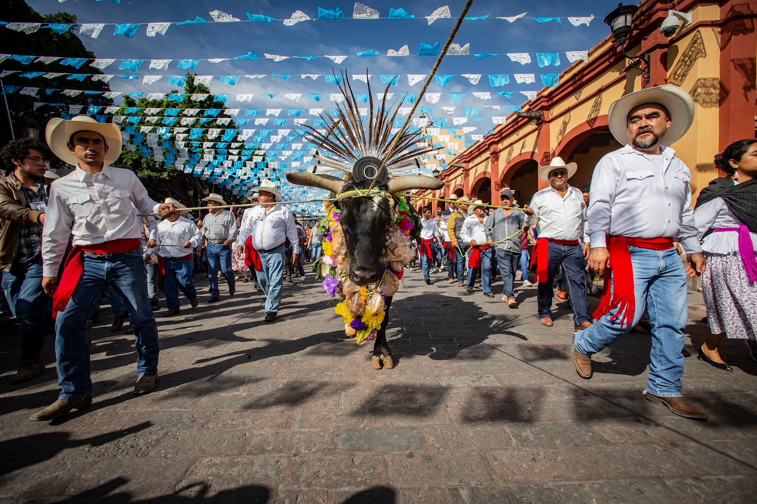 Tradición. Vive Pueblito el Paseo del Buey