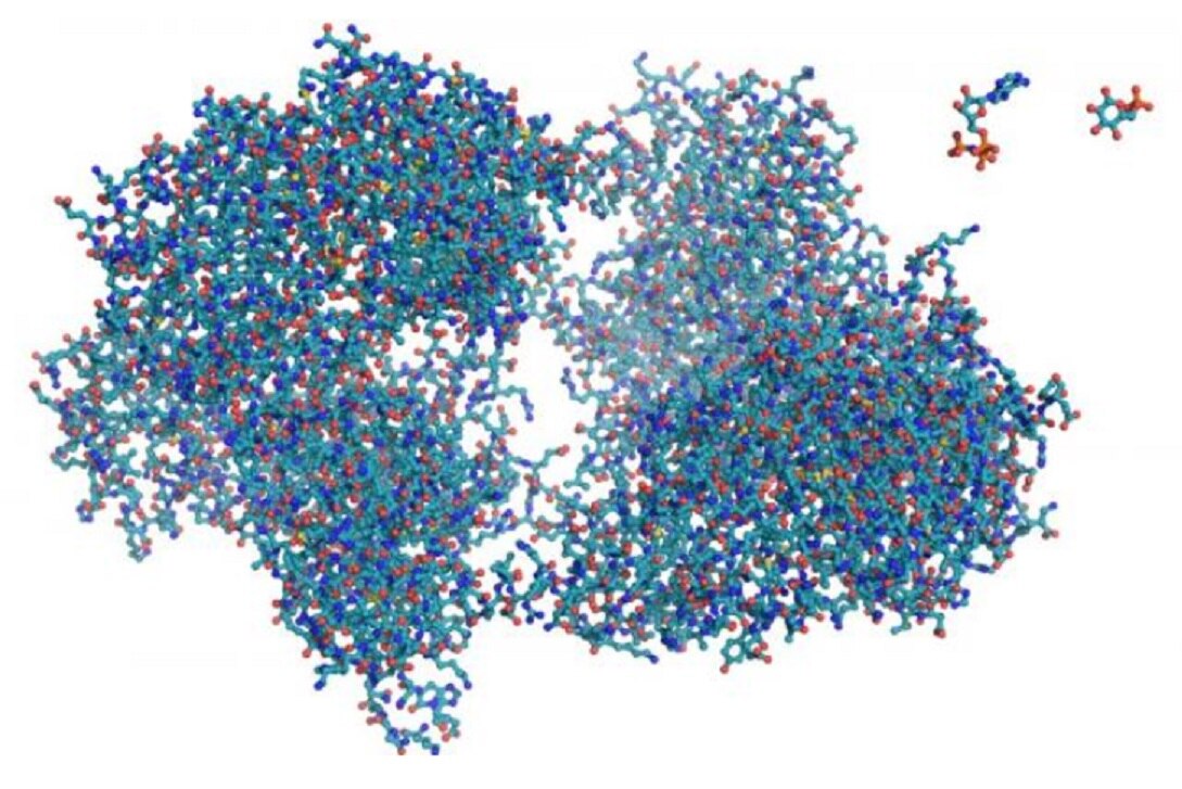 Investigadores de la UNAM estudian el proteoma humano