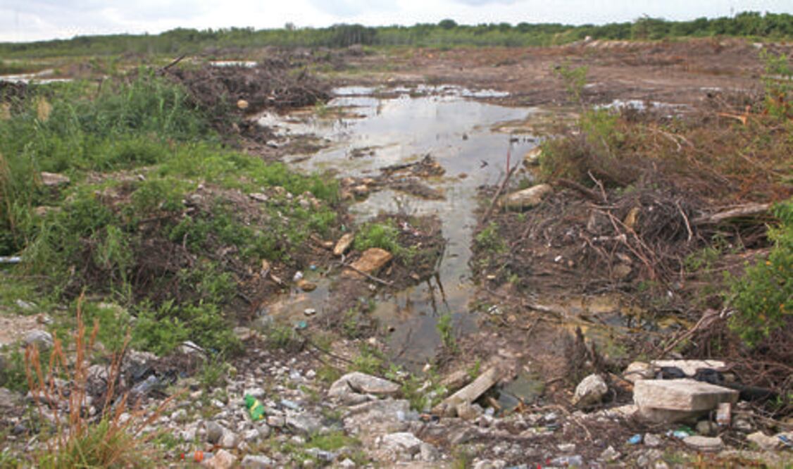 Normas vigentes antes de 2005 protegían manglar 