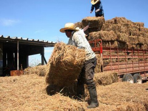 Módulos hidropónicos