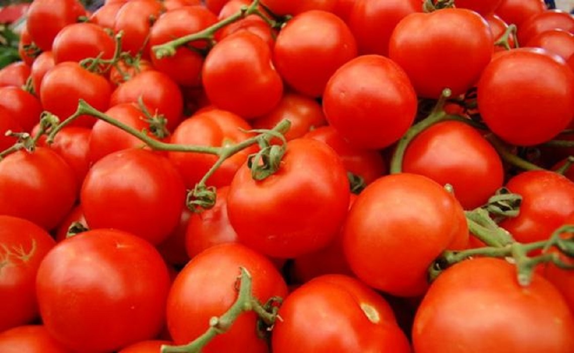 Los tomates son uno de los vegetales con los que más experimenta la empresa. / FOTO: ESA