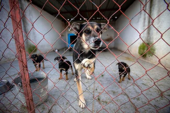 Apaqro da a animales segunda oportunidad