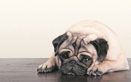 Lo multan con 45 mil pesos por quitarle la vida a un pug 