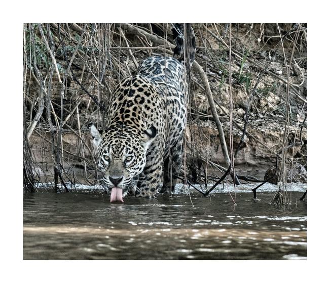 Foto: Archivo. El Universal