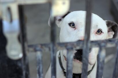 Piden tener mejor trato a animales