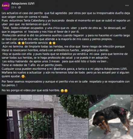 Denuncian ataque de pitbulls en la capital queretana; hirieron a un perrito