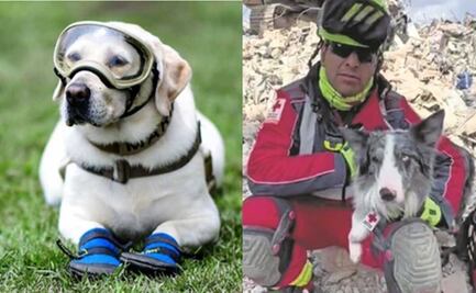 Viral. ¿Por qué los perros rescatistas no utilizan botitas como "Frida"?
