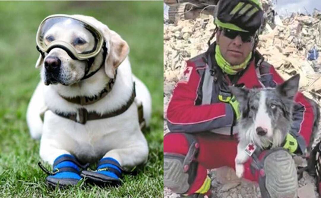 Viral. ¿Por qué los perros rescatistas no utilizan botitas como "Frida"?