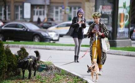 Analizan en España custodia de mascotas por divorcio