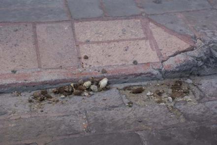 Materia fecal, un problema para el Centro Histórico de Querétaro 