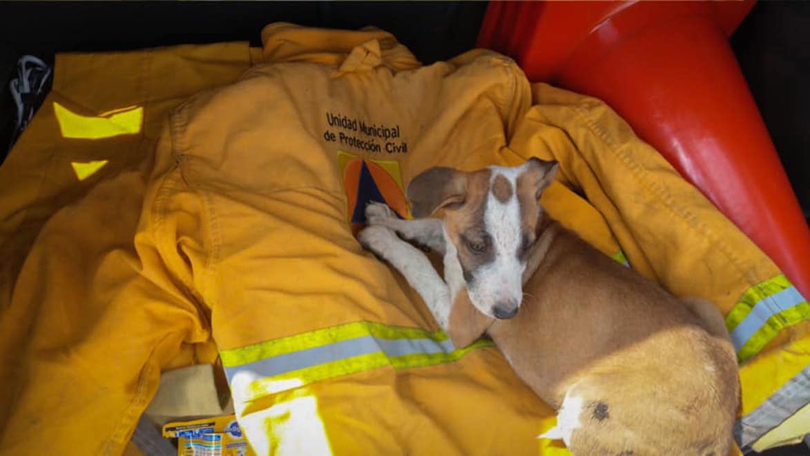 Rescatan y le salvan la vida a un perrito que estaba atrapado en un canal