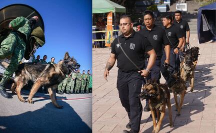 Desde Querétaro, rinden homenaje a Proteo, el perrito fallecido en Turquía
