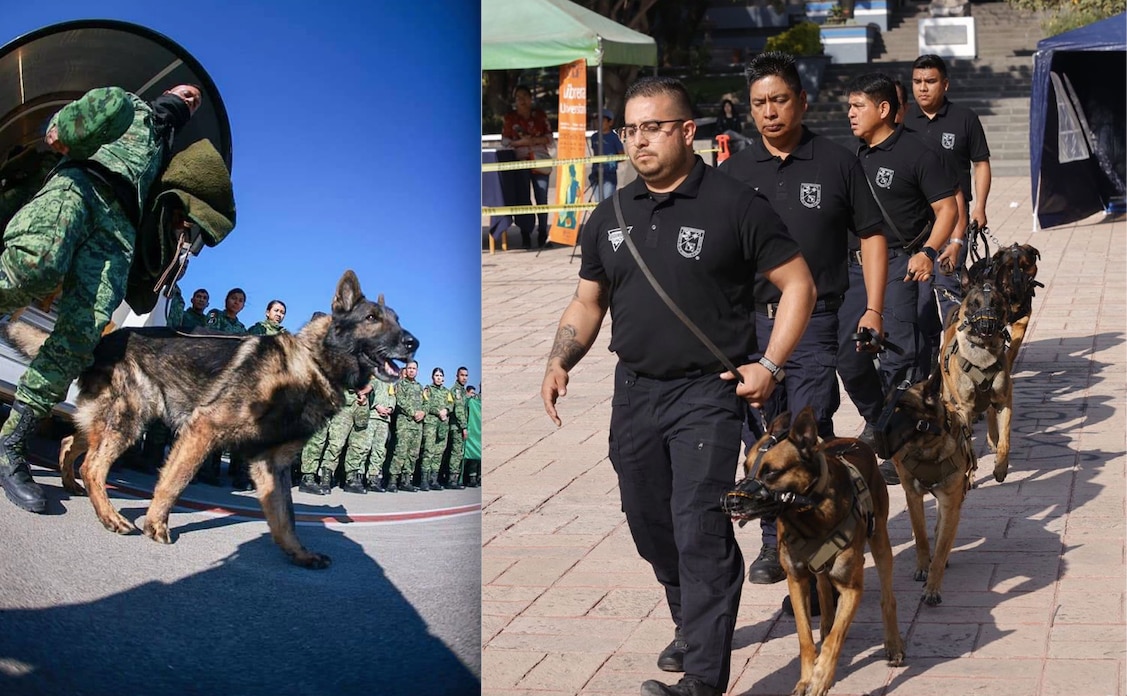 Desde Querétaro, rinden homenaje a Proteo, el perrito fallecido en Turquía