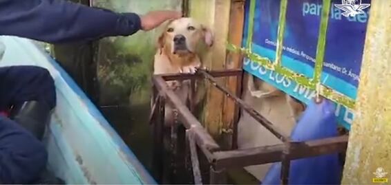 En inundación de Tabasco, perrito es rescatado por la Marina