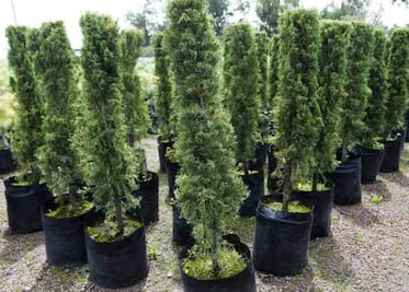 Reforesta SEDENA un millón de arboles 