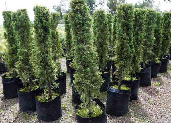 Reforesta SEDENA un millón de arboles