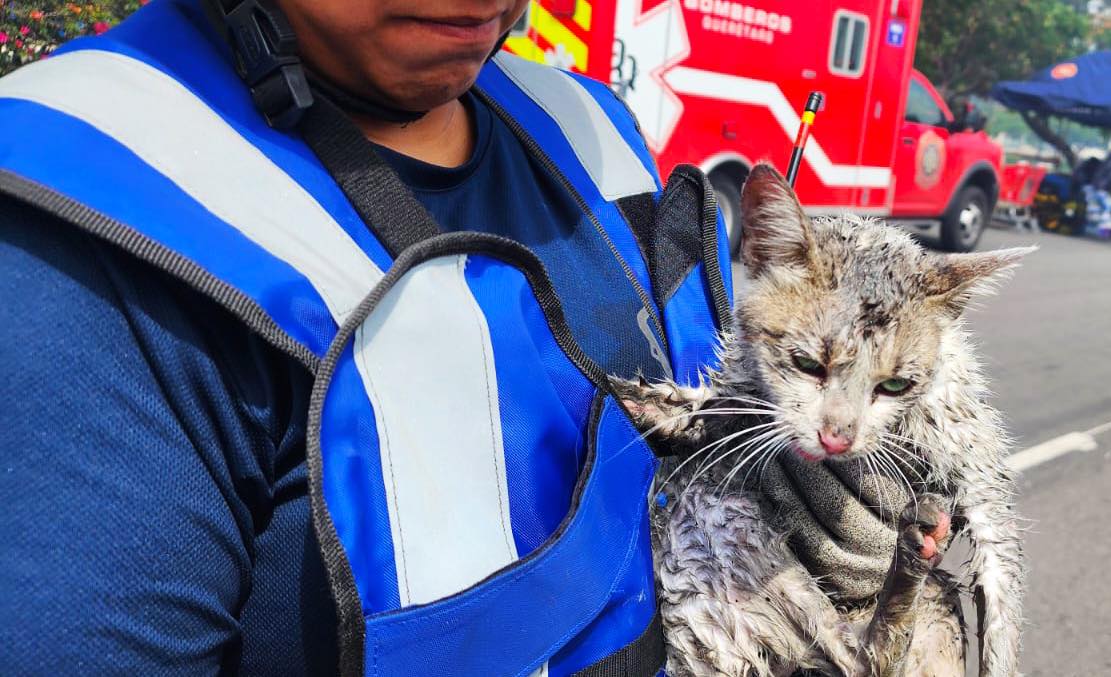 Rescatan a un gatito durante incendio en tienda de Office Depot en Querétaro
